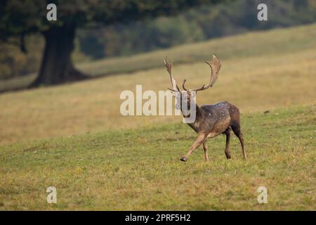 Damhirsch sprintet im Herbst auf einer Wiese mit gelbem Gras Stockfoto