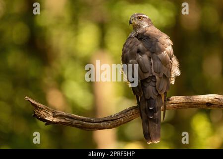 Eurasischer Sperber, der von hinten auf einem Ast im Sommerwald sitzt Stockfoto