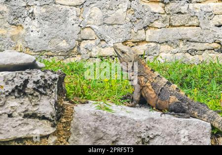 Iguana auf dem Felsen Ruinen von Tulum Maya-Tempel Pyramiden Mexiko. Stockfoto