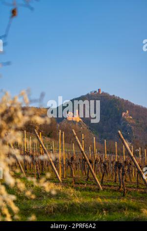 Ruinen von Chateau de Saint-Ulrich, Ruinen von Chateau du Girsberg und Chateau du Haut-Ribeaupierre in der Nähe von Ribeauville, Elsass, Frankreich Stockfoto