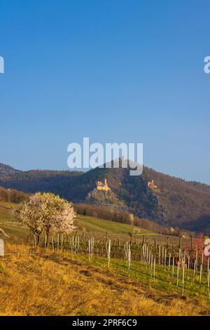 Ruinen von Chateau de Saint-Ulrich, Ruinen von Chateau du Girsberg und Chateau du Haut-Ribeaupierre in der Nähe von Ribeauville, Elsass, Frankreich Stockfoto