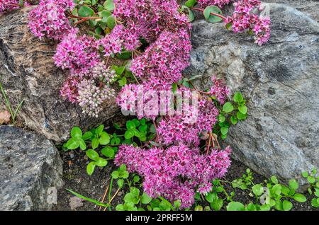 Rosafarbene Blüte von Sedum ewersii - Stonecrop, eine saftige Bodendecke auf Sommergarten Felsen inmitten von Steinen. Rosa Blumen des mehrjährigen Zierplans Stockfoto