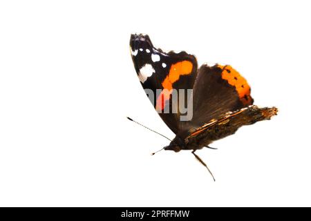 Admiral Butterfly für die weitere Verarbeitung zum Komponieren gekürzt. Farbenfrohes, zartes Insekt aus der Natur. Tierfoto Stockfoto