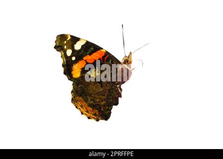 Admiral Butterfly für die weitere Verarbeitung zum Komponieren gekürzt. Farbenfrohes, zartes Insekt aus der Natur. Tierfoto Stockfoto