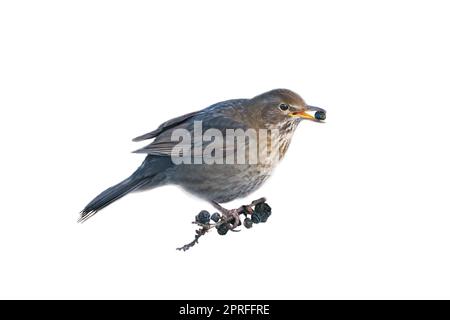 Vogeldrossel gekürzt. Um die Komposition zu verwenden. Isoliertes Tier. Braune Federn. Tierfoto Stockfoto