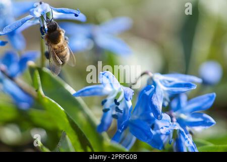 Honigbiene, die Nektar auf einer blauen Blume sammelt. Belebte Insekten aus der Natur. Bienenhonig. Stockfoto