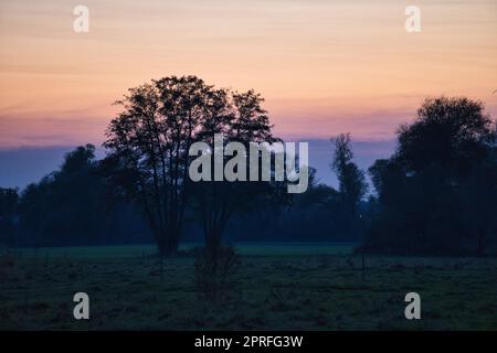 Bei Sonnenaufgang, mystischer Sonnenaufgang mit einem Baum auf der Wiese im Nebel. Warme Farben aus der Natur. Landschaftsfotografie in Brandenburg Stockfoto