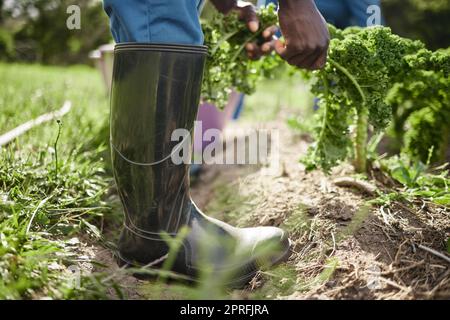 Umweltarbeiter, Spinatbauer und landwirtschaftliche Betriebe ernten gesunde grüne Pflanzenblätter aus dem Boden. Schnappschüsse oder Hände für Gartenarbeiter mit einer Einstellung zum Wachstum der Natur, Erde und Nachhaltigkeit Stockfoto