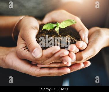 Erhaltung, Wachstum und Teamarbeit, Hände von Mitarbeitern in Unternehmen, die Pflanzen, Blätter oder Blumen im Boden halten. Naturgemeinde und Arbeitsfreunde zeigen Entwicklung und Nachhaltigkeit im grünen Geschäft Stockfoto