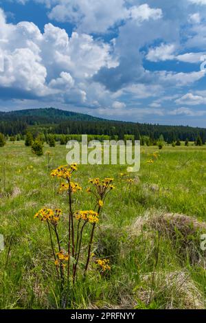 Typische Frühlingslandschaft in der Nähe von Stozec, Nationalpark Sumava, Tschechische Republik Stockfoto