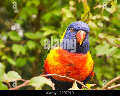 Lorikeet, kurz Lori genannt, sind Papageienvögel in bunten Gefieder Stockfoto