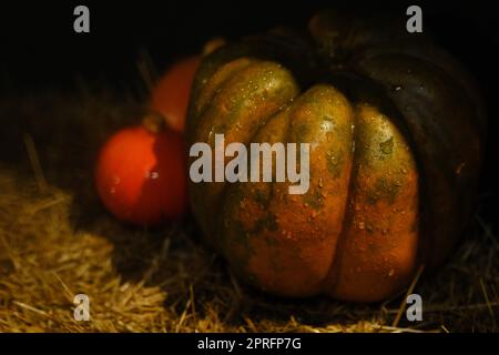 Halloween Hintergrund mit Textur orange Kürbisse auf dunklen strow Stapel. Nahaufnahme von natürlichen rötlichen Kürbissen mit Wassertropfen für die Helloween-Feier. C Stockfoto