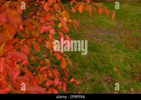Die Herbstfarben von Nyssa sylvatica Tupelo oder Black Gum Tree, rot orange gelbe Blätter von der linken Seite auf grünem Gras Hintergrund mit Platz für Stockfoto
