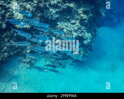 Schwarm großer Makrelenfische im Roten Meer in ägypten Stockfoto