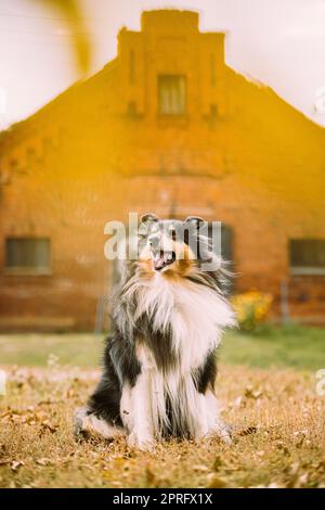 Tricolor Rough Collie, Funny Scottish Collie, Langhaarige Collie, Englisch Collie, Lassie Hund posiert im Freien in der Nähe des alten Hauses Stockfoto