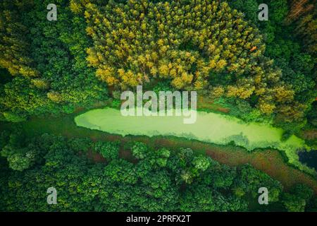 Erhöhter Blick Auf Grünes Sumpfgebiet Und Grüne Waldlandschaft Im Sonnigen Sommertag. Einstellung. Wald in Vogelperspektive Stockfoto