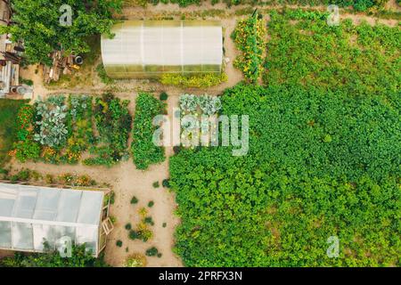 Luftaufnahme Des Gemüsegartens. Kartoffelplantage Und Gewächshaus Am Sommerabend. Village Garden Betten. Flache Ansicht Von Oben Stockfoto