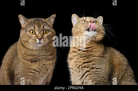 Erwachsene reinrassige schottische, gerade Katze sitzt auf schwarzem Hintergrund. Ein Tier mit unterschiedlichen Emotionen Stockfoto