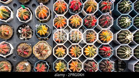 Einige Kaktusarten, die in der Baumschule kultivieren. Euphorbia horrida, Echinopsis subdenudata, Echinopsis calochlora, Golden Barrel, Bishop's Cap und Astrophytum Cactus. Draufsicht Stockfoto