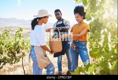 Weinfarm, Landwirt und Team von Arbeitern, die auf einem Weinberg Früchte pflücken oder mit Scheren ernten. Wellness-, Landwirtschaft- und umweltfreundliche Menschen, die in der Natur auf dem Gebiet der Umwelt, der Landwirtschaft und der Nachhaltigkeit stehen. Stockfoto