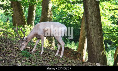 Weißschwanzhirsche isoliert in einem Laubwald. Tierfoto des Säugetiers. Der Hirsch füttert. Stockfoto