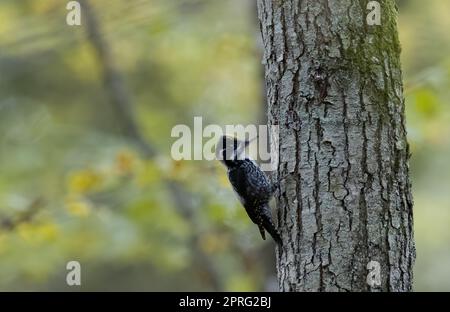 Dreizehiger Specht (Picoides tridactylus) aus der Nähe Stockfoto