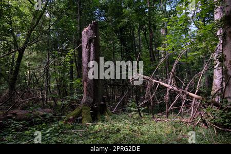 Sommerlicher Laubstand mit alten gebrochenen Fichten Stockfoto