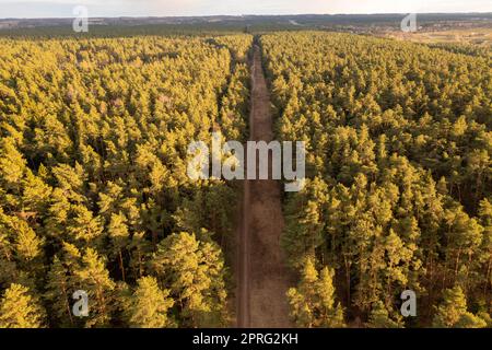 Drohnenfotografie von Wäldern und Landstraßen am Frühlingsabend Stockfoto