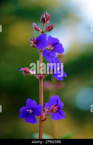 Violetter Glory Tree Stockfoto