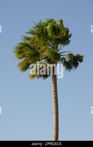 Windbläser mexikanische Fanpalme. Stockfoto