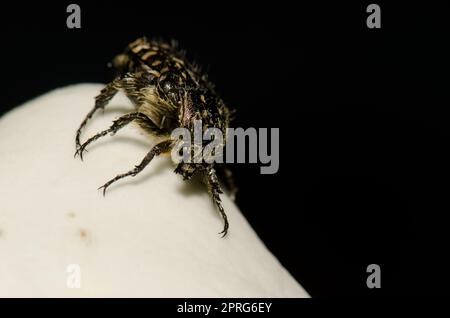 Rosenkäfer mit weißem Fleck. Stockfoto
