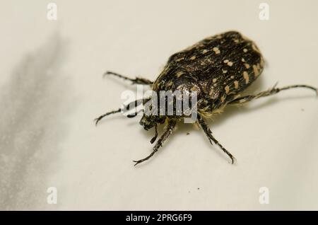 Rosenkäfer mit weißem Fleck. Stockfoto