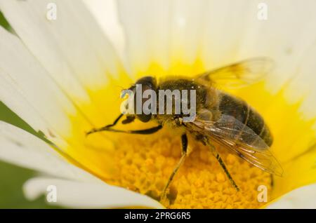 Gewöhnliche Drohne fliegt auf einer Blume aus Girlande-Chrysanthemen. Stockfoto