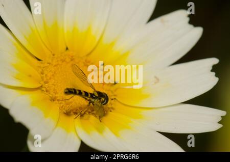 Männliche lange Schwebfliege Sphaerophoria scripta auf einer Blume von Girlande Chrysantheme Glebioni coronaria. San Lorenzo. Kanarische Inseln. Spanien. Stockfoto