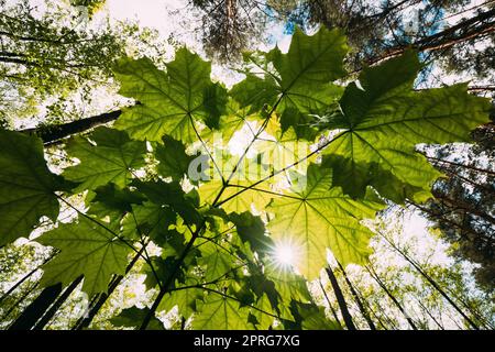 Blick Von Unten Auf Die Sonne Durch Das Frühlingsgemälde Mit Grünen Ahornbäumen. Die Sonne Scheint Durch Frische Vegetation Und Ahornblätter. Sommersonntag. Weitwinkel Stockfoto