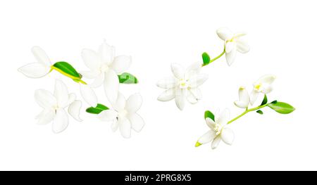 Vanilleblüten auf weißem Hintergrund. Vanille ist ein Gewürz, das aus Orchideen der Gattung Vanilla gewonnen wird und hauptsächlich aus Schoten mexikanischer Arten gewonnen wird Stockfoto