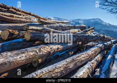 Schneebedeckter Stapel von Kastanienstämmen. Bergforstkonzept Stockfoto