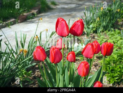 Rote Tulpen an der Seite des Weges. Wassertropfen auf roter Blume Stockfoto