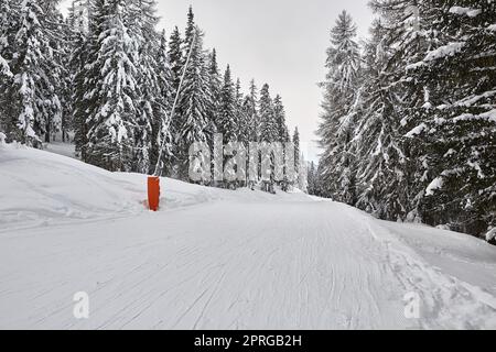 Verschneite Bäume auf einer winterlichen Bergstraße verschneite Landschaft, Skilanglauf und freie Wege, bewölktes Wetter Stockfoto