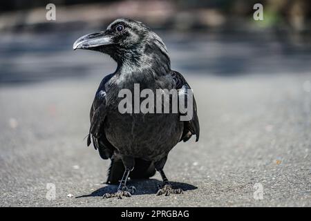 Tiefschwarze Krähe (Hashibuto-Glas) Stockfoto