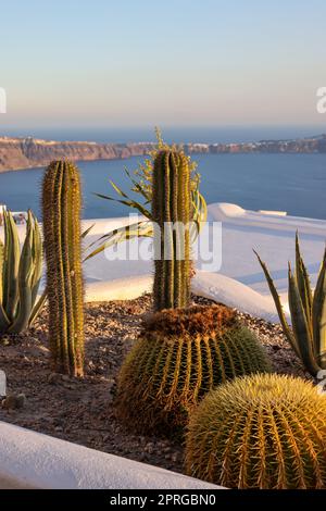 Nahaufnahme von Kakteen und Aloen, die in einem Blumenbeet in Santorin wachsen. Stockfoto