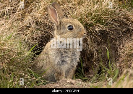 Ein wildes Kaninchenbaby im Frühling, kurz davor, die Sicherheit der kaninchenwarnung zu verlassen, wachsam und mit Blick nach rechts. Schließen. Wissenschaftliche Bezeichnung: Oryctolagus Stockfoto