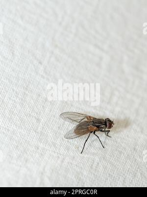 Hausfliege - Musca domestica. Ein Foto einer gewöhnlichen Hausfliege (Musca domestica). Stockfoto