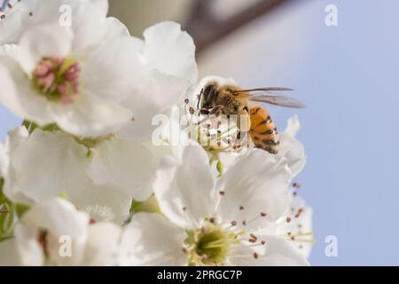 Honigbiene Ernte Pollen von blühenden Baum Knospen. Stockfoto