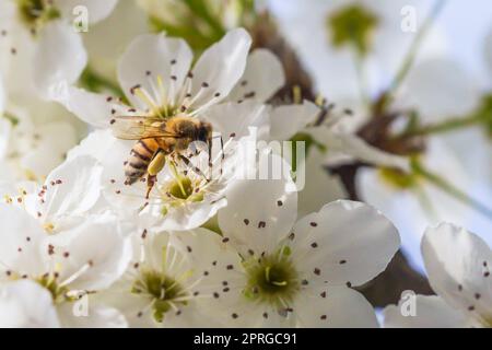 Honigbiene Ernte Pollen von blühenden Baum Knospen. Stockfoto