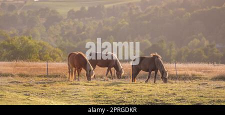 Schönes Pferd - Wunder der Natur. Schönes Pferd - in natürlicher Umgebung. Stockfoto