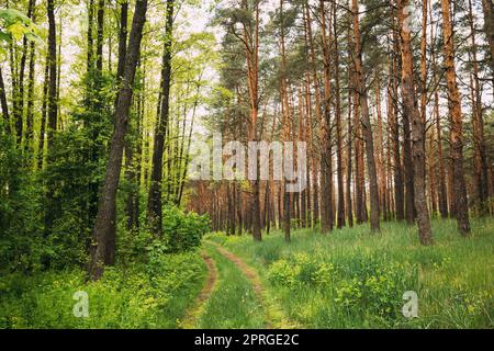 Fairy Forest Lane Road Durch Sommer Grün Gemischt Laub-Und Nadelwald. Europäische Natur Stockfoto