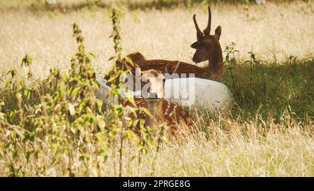 Damhirsche, die auf den Schirm schauen, auf einer Wiese liegen Stockfoto