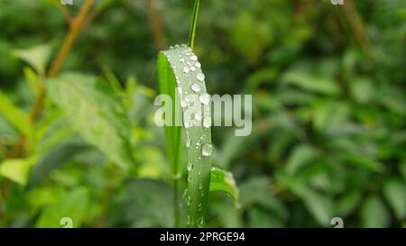 Tautropfen, die auf einem Grashalm zusammenhängen. Morgen früh auf einer Wiese Stockfoto