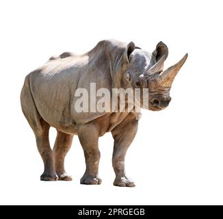 Schwarzes Nashorn isoliert auf weißem Hintergrund Stockfoto